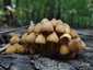 Sárgástönkű kígyógomba (Mycena renati), Budai-hegység